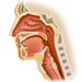 咽喉の構造