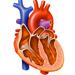 心臓内部の構造 1