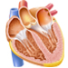 心臓内部の構造 2