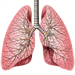肺葉と気管支