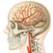 脳・頸部の動脈分布