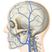 頭部・頸部の静脈分布